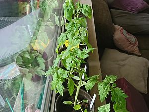 Die Tomaten werden es überleben