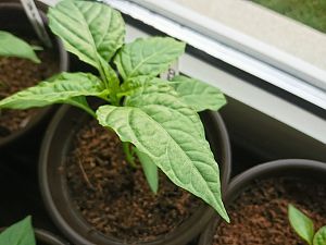 Sonnenbrand (Jalapeno)