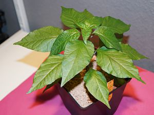 2017-04-26 040_CabaiBU