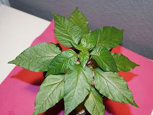 2017-04-26 041_CabaiBU