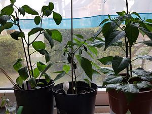 20170427_195240