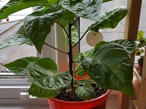 20170427_195226