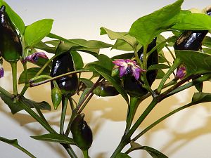 Hot Plum