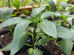 NuMex Lemon Spice