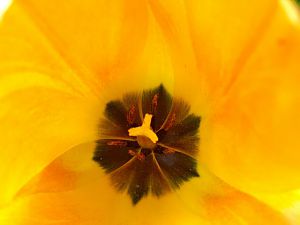 Tulpe