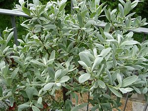 Salix_Helvetica_B