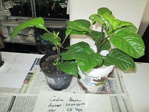 Carolina Reaper