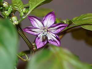 2017-04-30 BHH_01c - Kopie