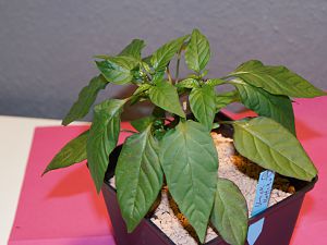 2017-04-30 BHH_01a