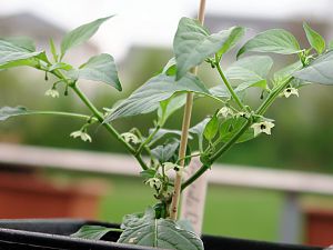 Pimenta Diomar