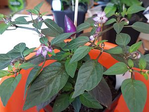 20170430_111335
