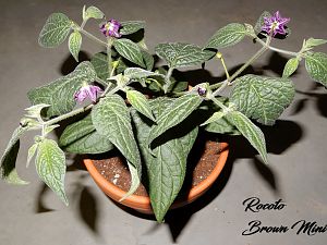 Rocoto Brown Mini