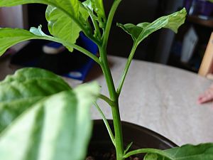 Jalapenoknospe 02.05.17