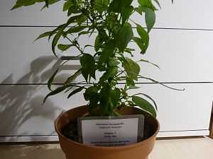 Sibirische Hauspaprika