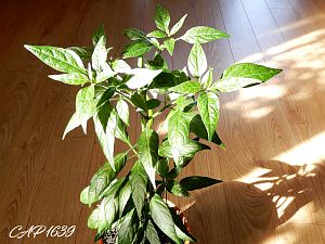 CAP1639_1