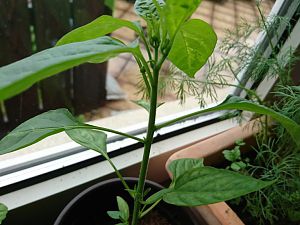 Blütenansätze Cayenne