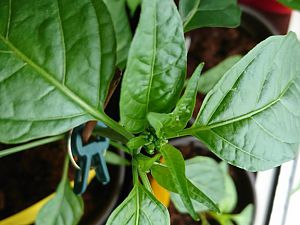 Blütenansätze Jalapeno