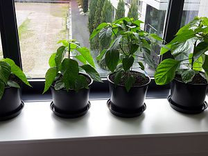 7PotBrainStrain_BlackNaga_SuperShepherd_12.05.17