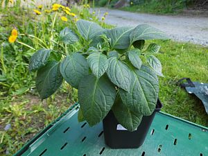 Yellow Rocoto