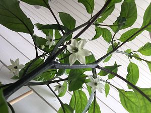 IMG_2557
