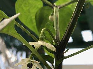 2. Blüte offen