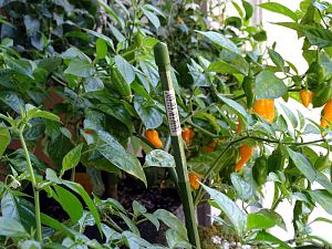 Golden_Limon_F4_20170512