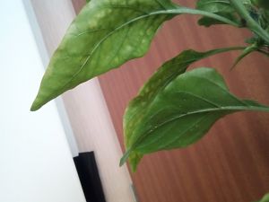 IMG_20170512_111934