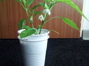 IMG_20170512_211229