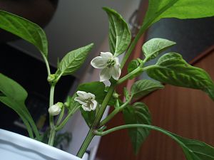 IMG_20170512_211344