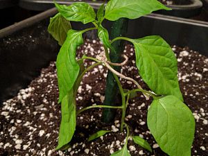 IMG_20170512_222734