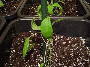 IMG_20170512_222808