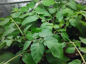 Tomate 14.05