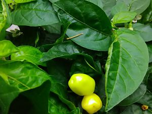 Habanero Christina erste Beeren