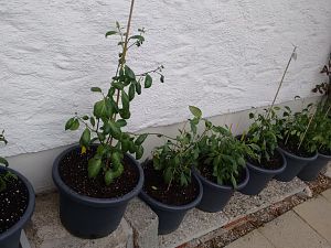 Rocotos im Endtopf