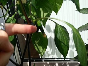 IMG_20170512_151159