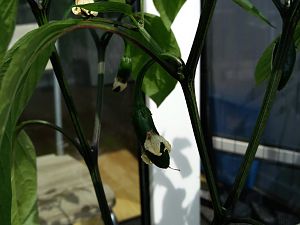 IMG_20170512_151133