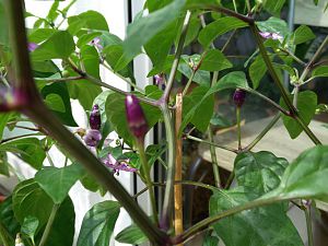 IMG_20170512_151124