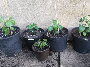 20170514_192343[1]