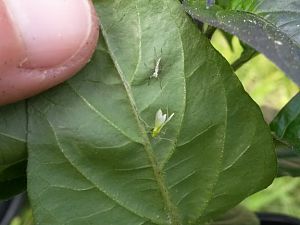 Nützling (Babyflorfliege) oder Schädling (Babyzikade)?