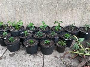 die ersten sind schon im neuen zu Hause eingezogen