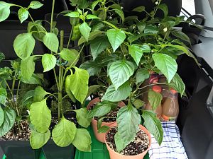 WP_20170520_11_32_13_Pro