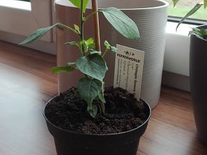 IMG_20170520_155827
