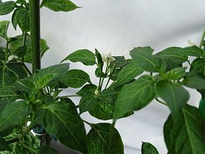 Lemon_Drop_Fruchtansaetze_20170521