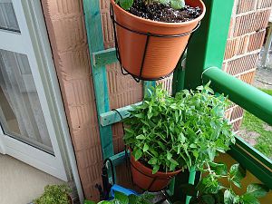 Erdbeere_und_Oregano