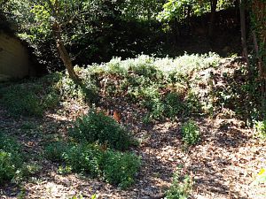 IMG_0098 (Medium)