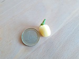 Habanero Christina erste Beere 1