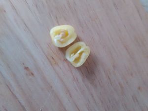 Habanero Christina erste Beere 2