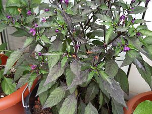 IMG_20170524_182305