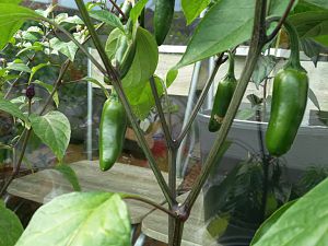 IMG_20170524_182256