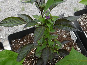 Peruvian Purple